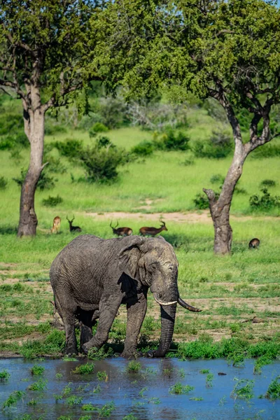 Der Afrikanische Buschelefant Loxodonta Africana Nationalpark Kruger Südafrika — Stockfoto
