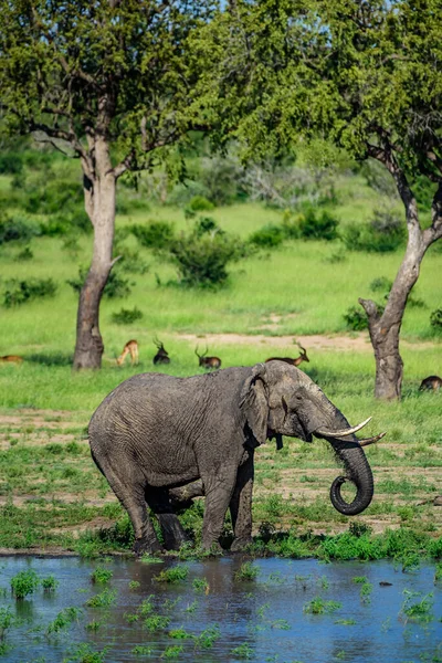 Elefante Arbusto Africano Loxodonta Africana Parque Nacional Kruger África Sul — Fotografia de Stock