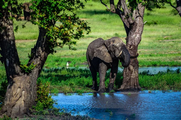 Éléphant Brousse Afrique Loxodonta Africana Dans Parc National Kruger Afrique — Photo