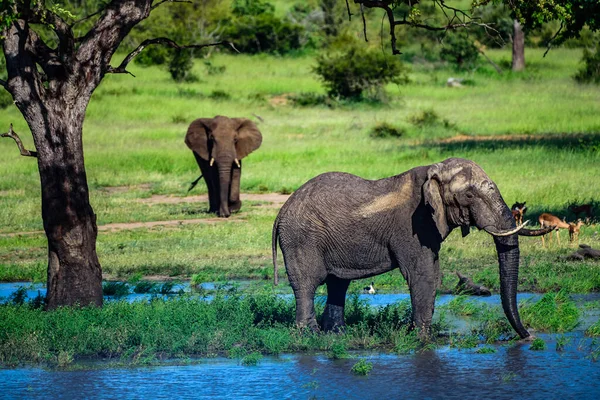 Αφρικανικός Ελέφαντας Θάμνος Loxodonta Africana Στο Εθνικό Πάρκο Kruger Στη — Φωτογραφία Αρχείου