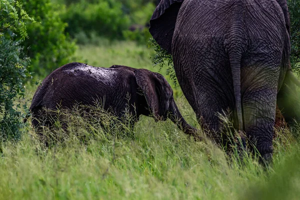 Éléphant Afrique Juvénile Loxodonta Africana Dans Parc National Kruger Afrique — Photo