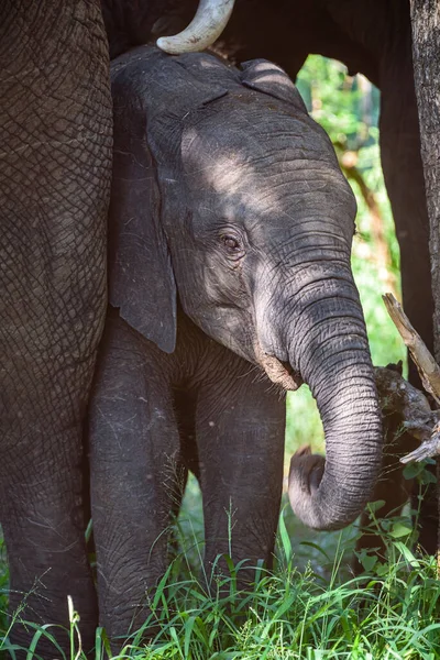 Молодой Африканский Слон Loxodonta Africana Национальном Парке Крюгер Южной Африке — стоковое фото