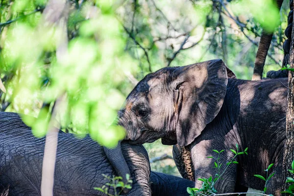 Elefante Arbusto Africano Juvenil Loxodonta Africana Parque Nacional Kruger África — Fotografia de Stock