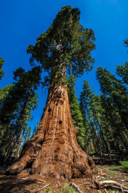 Sequoia & Kings Canyon Ulusal Parkı 'ndaki General Grant Tree döngüsü. 