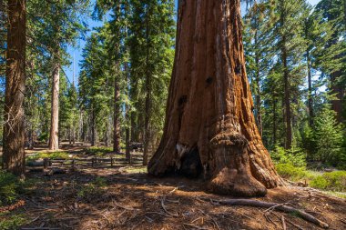 Sequoia & Kings Canyon Ulusal Parkı 'ndaki General Grant Tree döngüsü. 