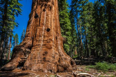 Sequoia & Kings Canyon Ulusal Parkı 'ndaki General Grant Tree döngüsü. 