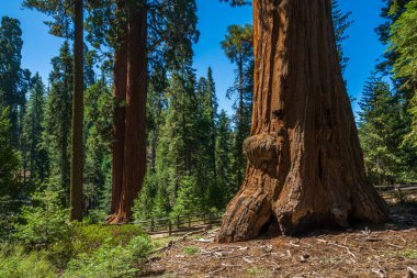 Sequoia & Kings Canyon Ulusal Parkı 'ndaki General Grant Tree döngüsü. 