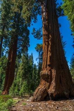 Sequoia & Kings Canyon Ulusal Parkı 'ndaki General Grant Tree döngüsü. 