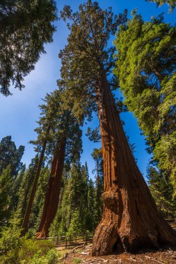 Sequoia & Kings Canyon Ulusal Parkı 'ndaki General Grant Tree döngüsü. 