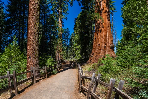 Smyčka General Grant Tree Národním Parku Sequoia Kings Canyon — Stock fotografie
