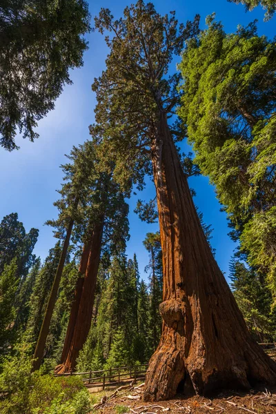 Lazo Del Árbol General Grant Parque Nacional Sequoia Kings Canyon — Foto de Stock