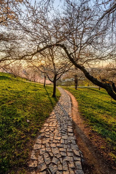 Baharın başlarında Prag şehir merkezindeki Petrin tepesi.. 