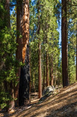King 's Canyon Ulusal Parkı' ndaki General Grant Tree bölgesi.. 
