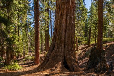 King 's Canyon Ulusal Parkı' ndaki General Grant Tree bölgesi.. 