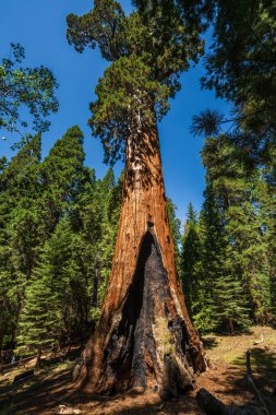 General Grant ağacı Kaliforniya 'daki Kings Canyon Ulusal Parkı' nın General Grant Grove bölümündeki en büyük dev sekodon devi (Sequoiadendron giganteum)..