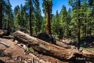 King 's Canyon Ulusal Parkı' ndaki General Grant Tree bölgesi.. 