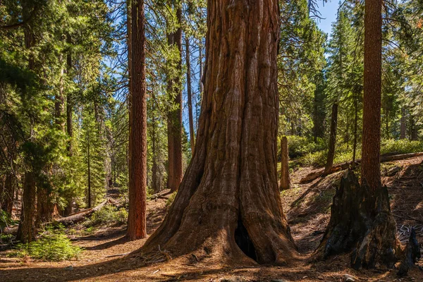 King 's Canyon Ulusal Parkı' ndaki General Grant Tree bölgesi.. 