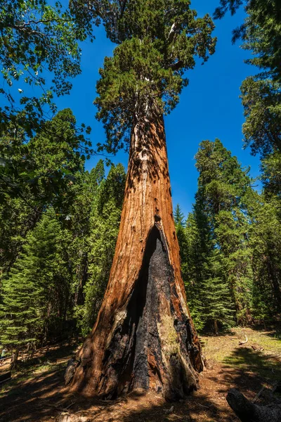 Árbol General Grant Secuoya Gigante Más Grande Sequoiadendron Giganteum Sección —  Fotos de Stock