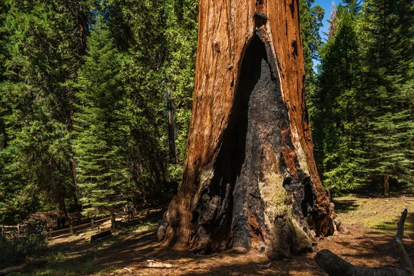 General Grant ağacı Kaliforniya 'daki Kings Canyon Ulusal Parkı' nın General Grant Grove bölümündeki en büyük dev sekodon devi (Sequoiadendron giganteum)..