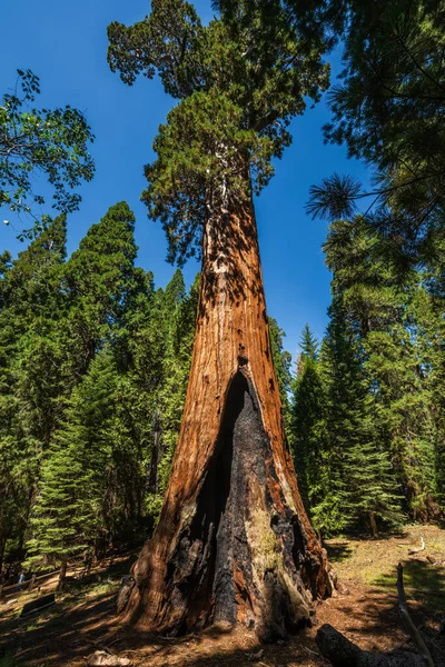 Árvore General Grant Maior Sequóia Gigante Sequoiadendron Giganteum Seção General — Fotografia de Stock