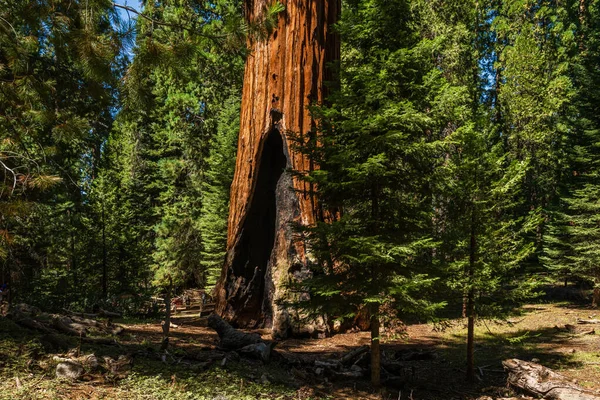 Árbol General Grant Secuoya Gigante Más Grande Sequoiadendron Giganteum Sección —  Fotos de Stock