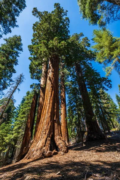 Zone General Grant Tree Dans Parc National Kings Canyon — Photo