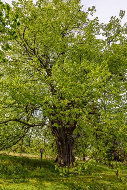 Çek Cumhuriyeti, Orlicke Hory 'deki Sarbochova Lipa Ağacı.