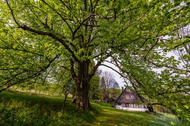 Çek Cumhuriyeti, Orlicke Hory 'deki Sarbochova Lipa Ağacı.