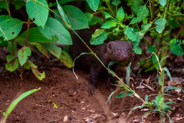 Güney Afrika Kruger Ulusal Parkı 'ndaki çayır arazisinde cüce bir firavun faresi.