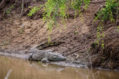 Dinlenen bir timsah Güney Afrika 'daki Kruger Ulusal Parkı' ndaki bir nehrin kıyısında dua için bekliyor..