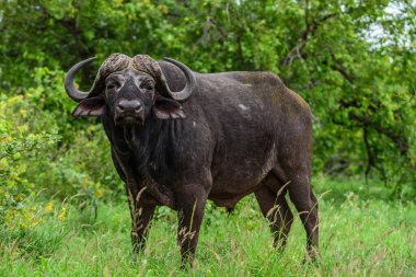 Kruger NP 'de tek bir bufalo, Güney Afrika.