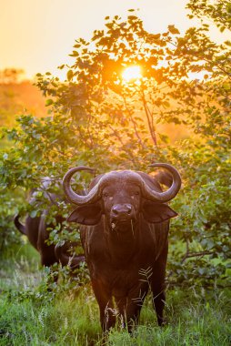 Kruger NP 'de tek bir bufalo, Güney Afrika.