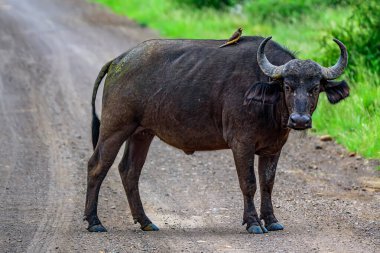 Kruger NP 'de tek bir bufalo, Güney Afrika.