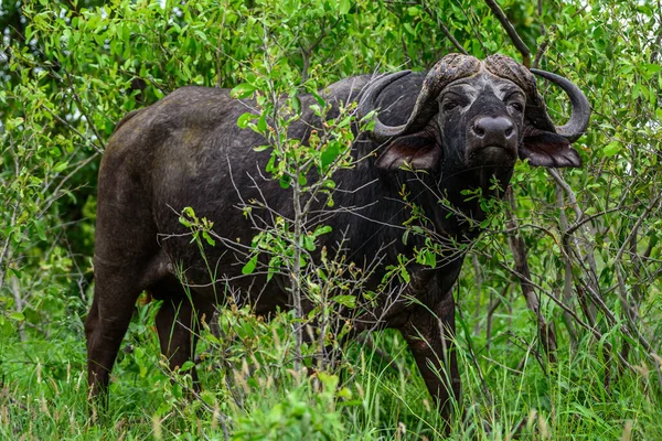 Kruger Tek Bir Bufalo Güney Afrika — Stok fotoğraf
