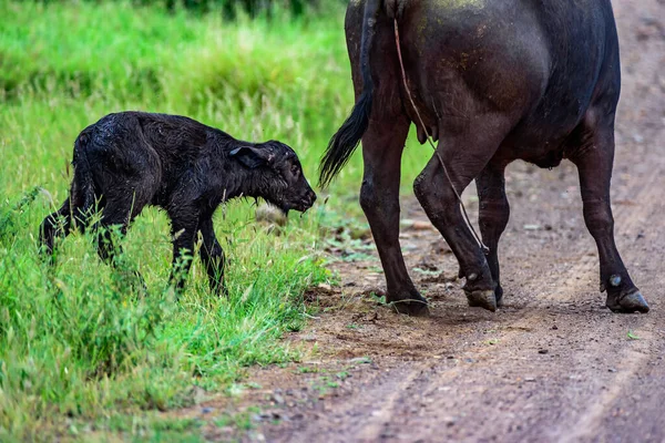 Búfalo Bebé Kruger África Sul — Fotografia de Stock