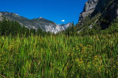 Kings Canyon Ulusal Parkı 'nın merkezindeki Zumwalt Meadows bölgesi..