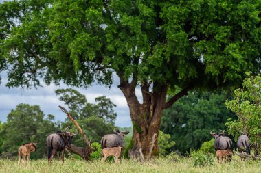 Mavi antilop (Connochaetes taurinus), Güney Afrika 'nın Kruger NP bölgesindeki yaygın antilop..