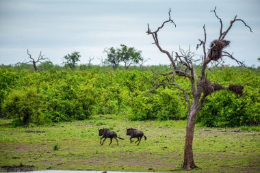 Mavi antilop (Connochaetes taurinus), Güney Afrika 'nın Kruger NP bölgesindeki yaygın antilop..