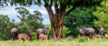 Mavi antilop (Connochaetes taurinus), Güney Afrika 'nın Kruger NP bölgesindeki yaygın antilop..