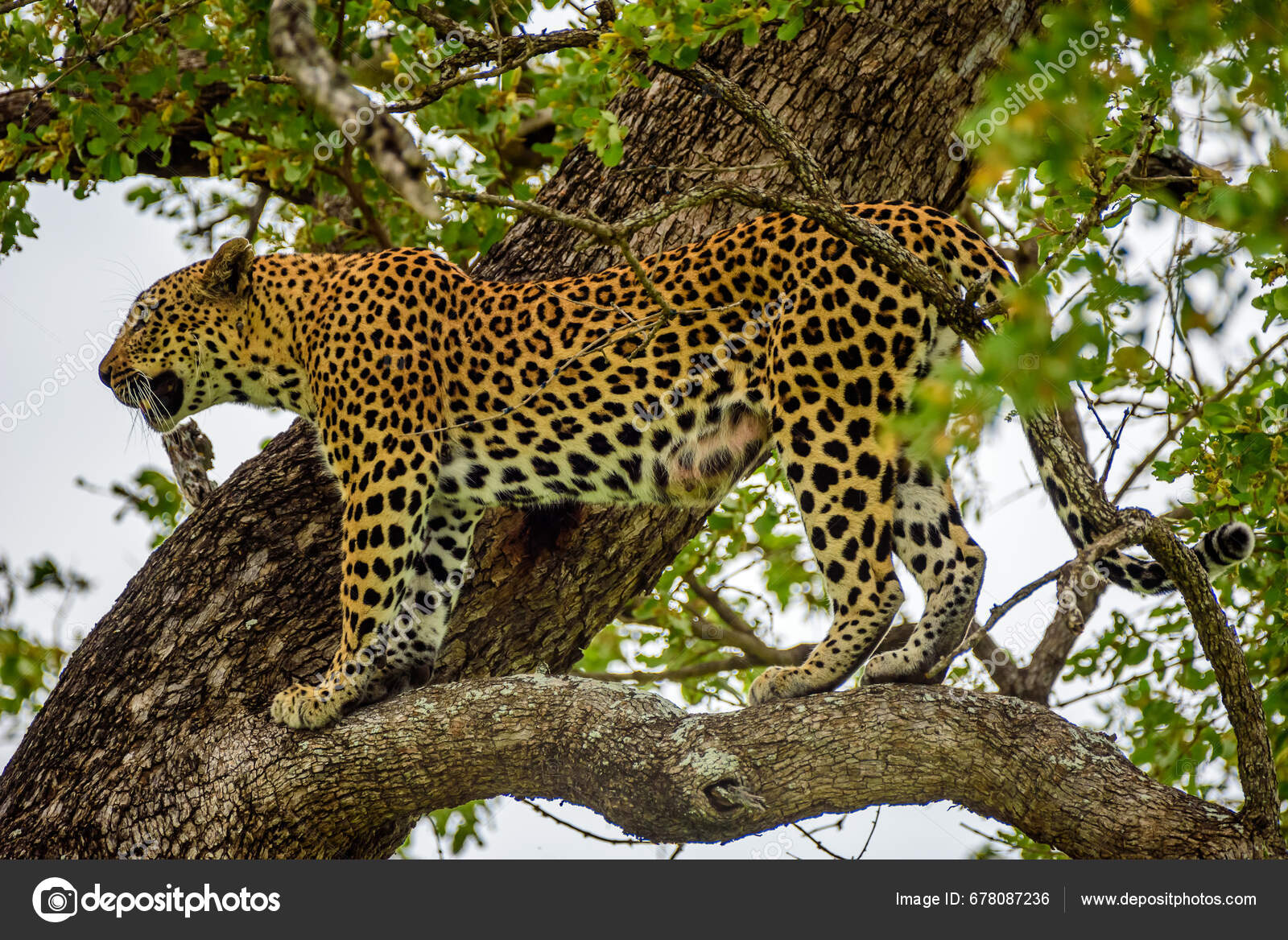 Leopard Tree Kruger South Africa — Stock Photo © Ondrej_Bucek #678087236