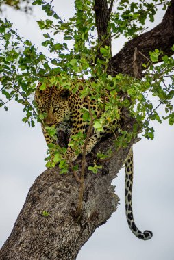 Güney Afrika 'da Kruger NP' de ağaçtaki bir leopar..