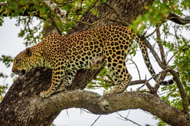 Güney Afrika 'da Kruger NP' de ağaçtaki bir leopar..