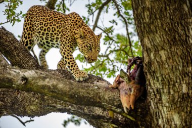 Kruger NP Güney Afrika 'da bir leopar ve bir Impala avlıyor..