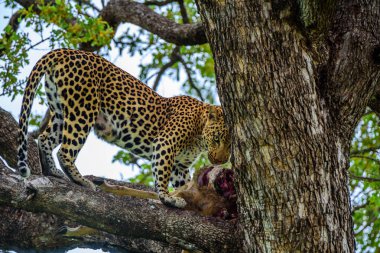 Kruger NP Güney Afrika 'da bir leopar ve bir Impala avlıyor..