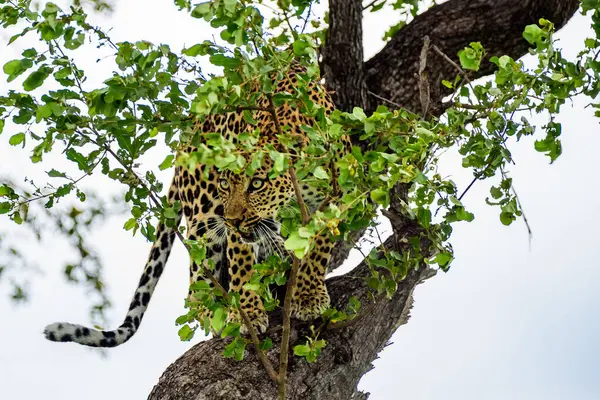 Leopard Ett Träd Kruger Sydafrika — Stockfoto