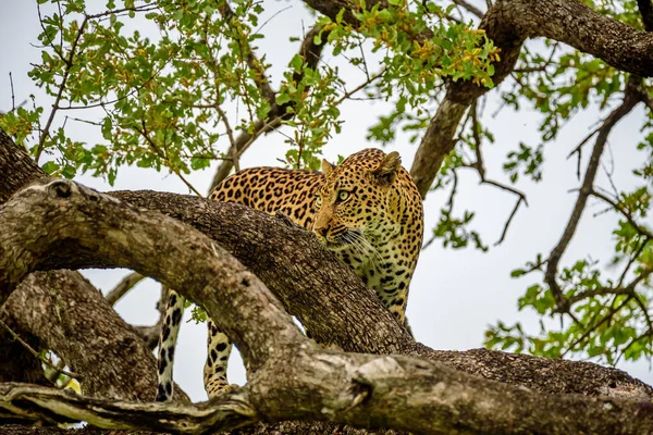 在南非克鲁格国家警察的一棵树上有一只猎豹 猎杀了美洲驼 — 图库照片
