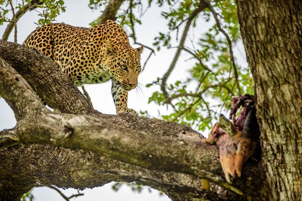 Lampart Drzewie Zabójstwem Impala Kruger Rpa — Zdjęcie stockowe