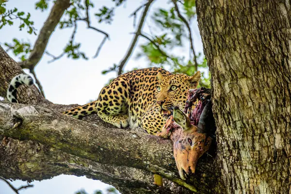Lampart Drzewie Zabójstwem Impala Kruger Rpa — Zdjęcie stockowe