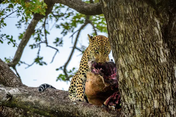 Leopardo Árbol Con Una Muerte Impala Kruger Sudáfrica — Foto de Stock