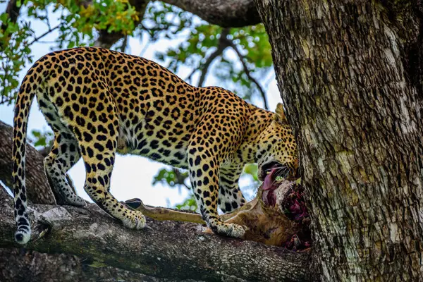 Leopard Tree Kill Impala Kruger South Africa — Stock Photo, Image